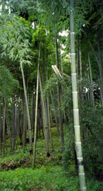 Bamboos on Mokanshan